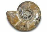Polished Ammonite (Argonauticeras) Fossil - Madagascar #246203-1